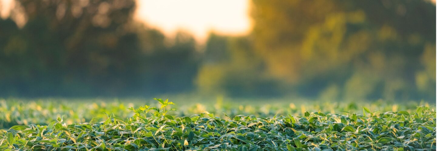 Closeup photo of soybean farm at dawn