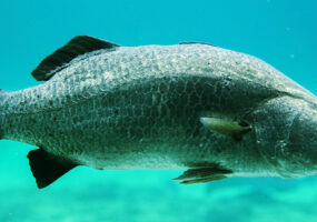 a picture of an asian seabass