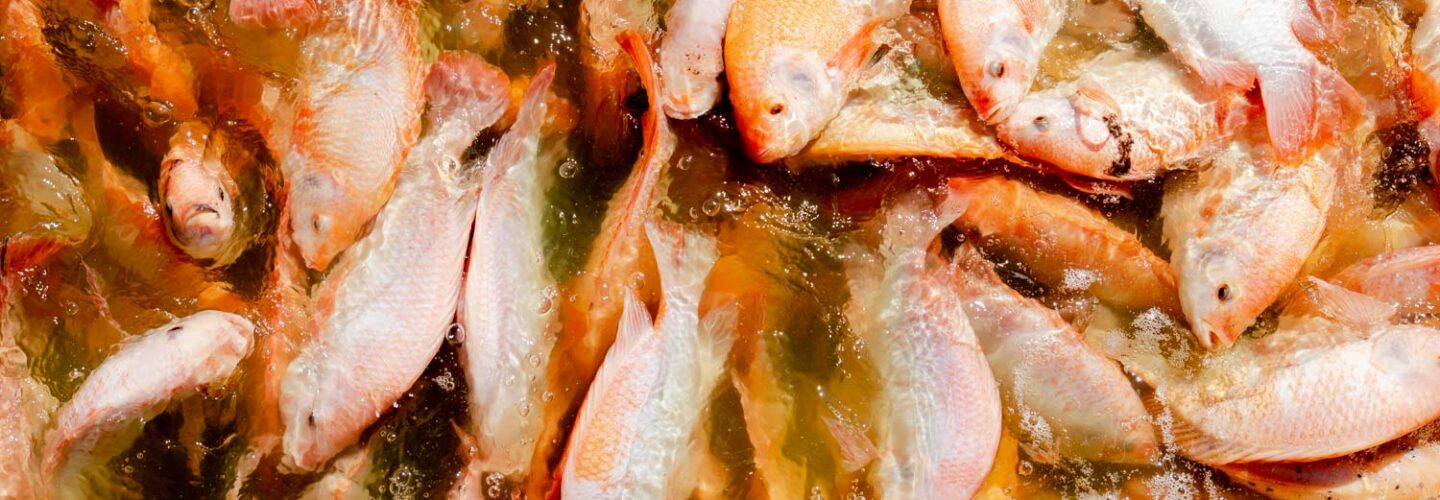 Aquaculture fish