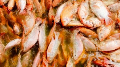Aquaculture fish