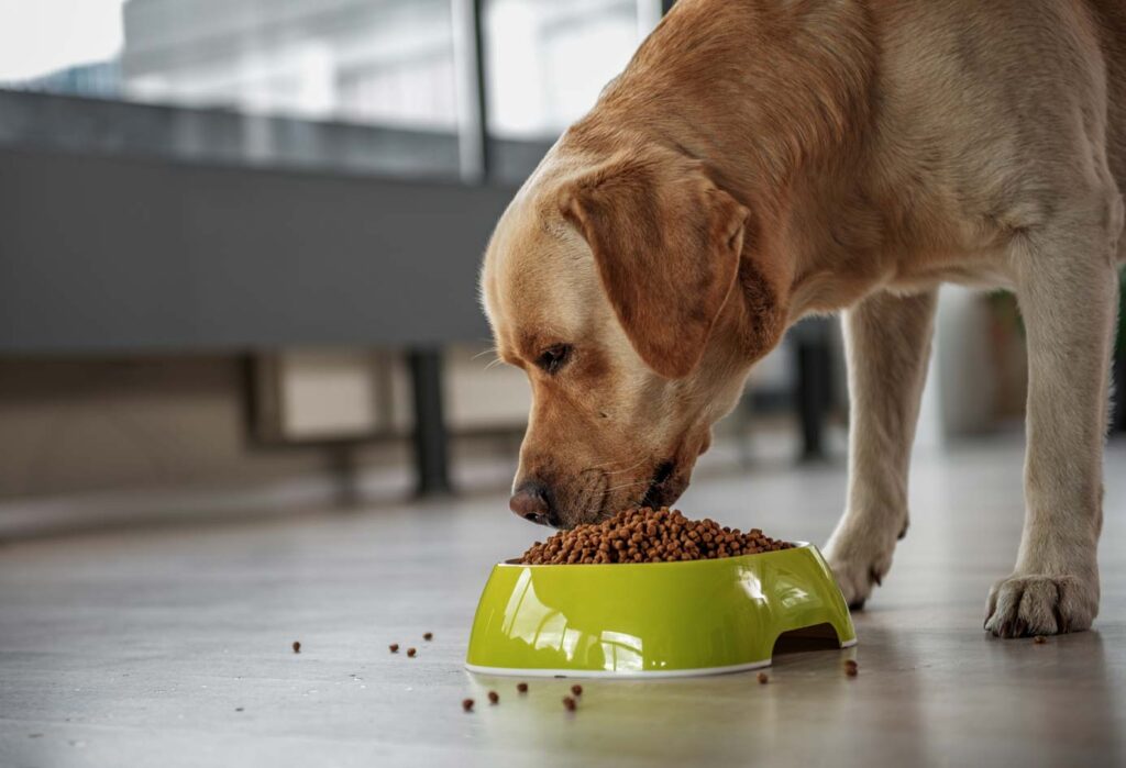 soy meal in pet food formulations