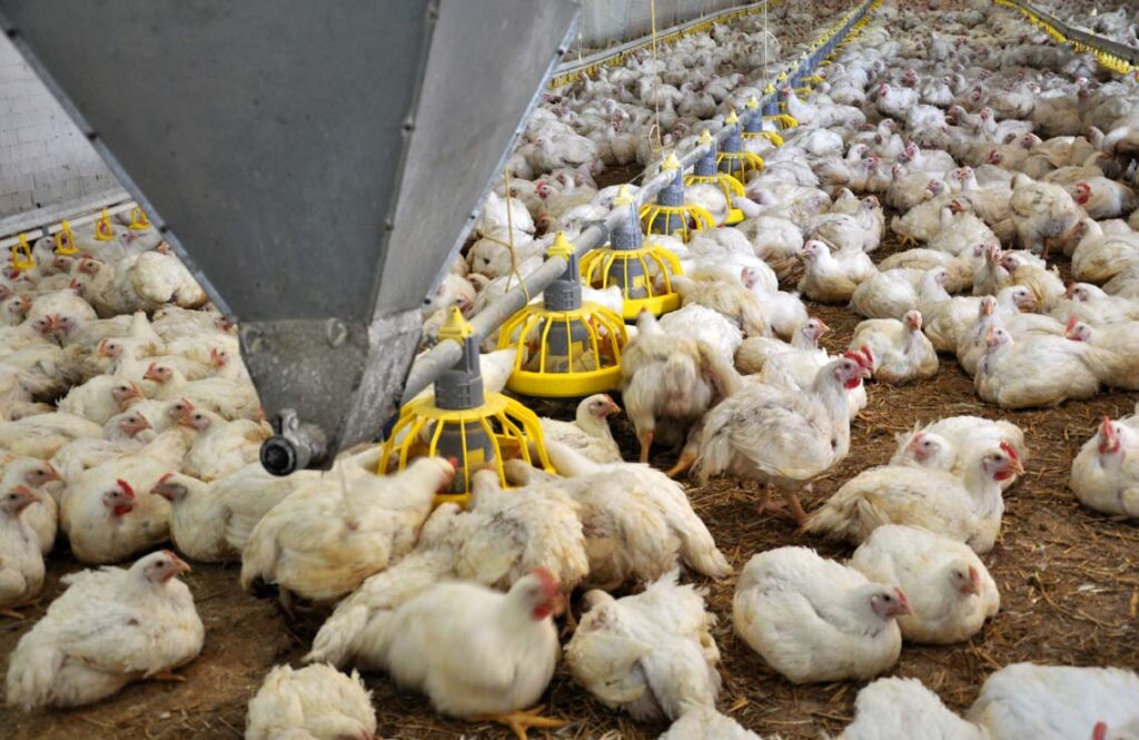 Poultry farming with high-quality soybean meal