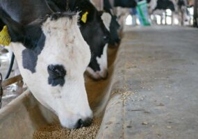 soy meal in dairy cattle rations