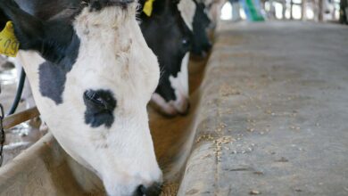 soy meal in dairy cattle rations