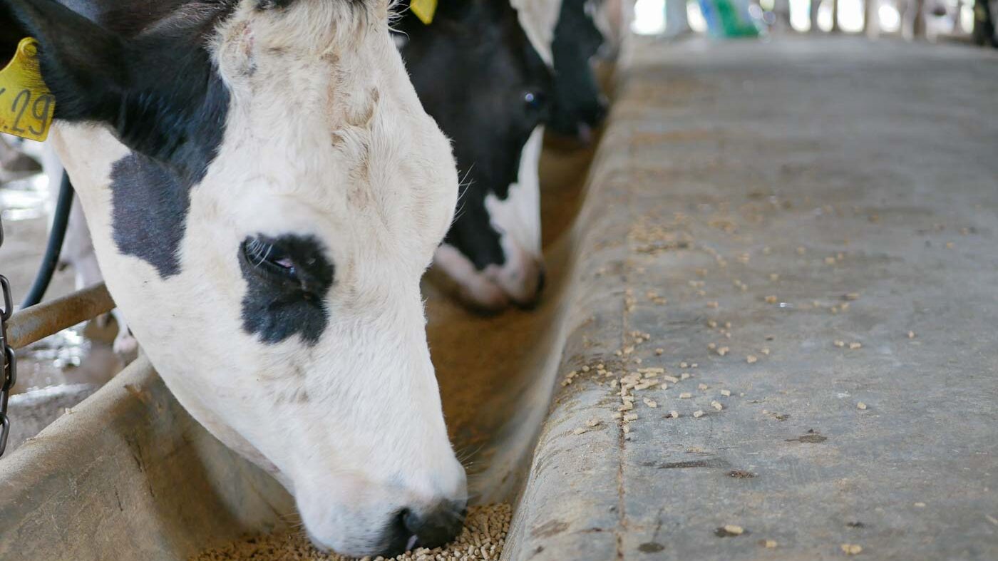 soy meal in dairy cattle rations