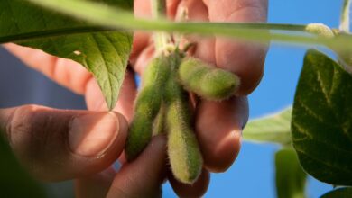 A close up photo of a soybean plant