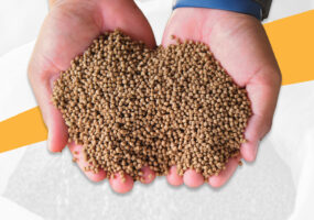 hands holding animal feed