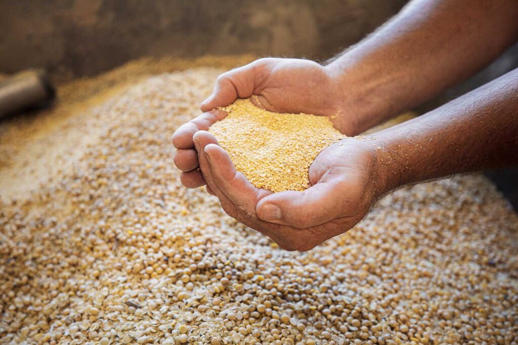 Hands scooping up a pile of animal feed