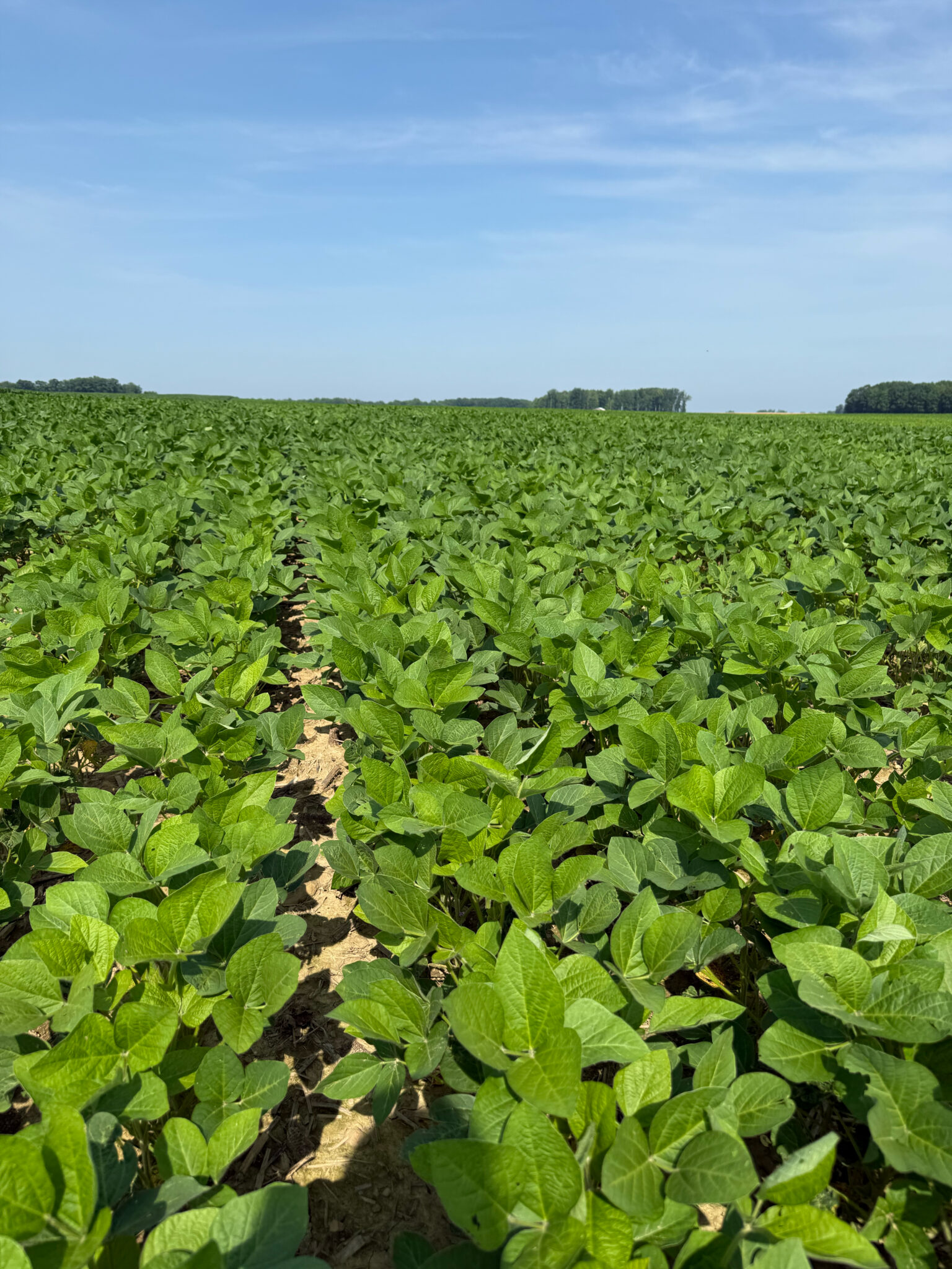 Soy Food Crop Reports for the 2026 Growing Season - U.S. Soybean Export ...