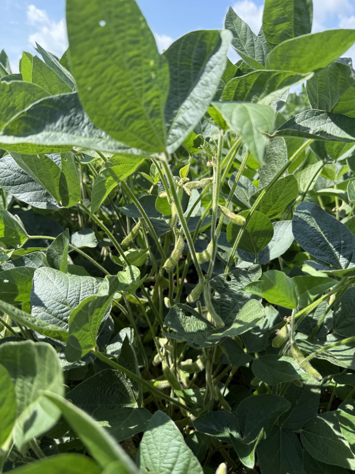 Soy Food Crop Reports for the 2026 Growing Season - U.S. Soybean Export ...